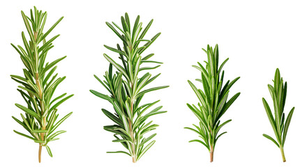 Fototapeta premium Green fresh rosemary isolated on white background clipping path