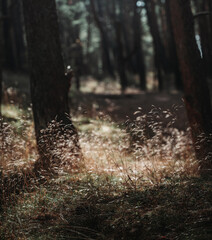 Trees in the forest