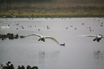A view of a Whooper Swan in flight at Martin Mere Nature Reserve