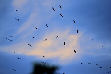 Vultures swarming prey
