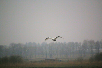A view of a Whooper Swan in flight at Martin Mere Nature Reserve