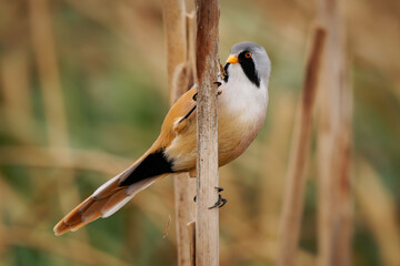 Bearded reedling - Panurus biarmicus beautiful long-tailed passerine bird found in reed beds near water in Eurasia, also Bearded tit or Bearded parrotbill, family Panuridae, feed on the reed