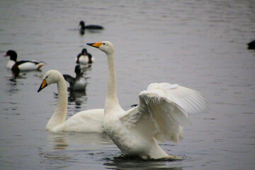 A close up of a Whooper Swan at Martin Mere Nature Reserve
