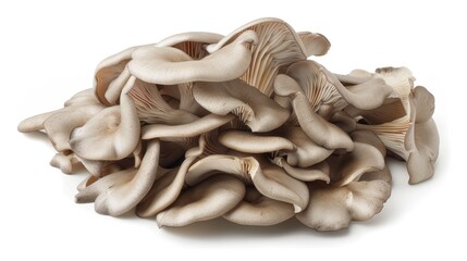 Fresh Oyster Mushrooms