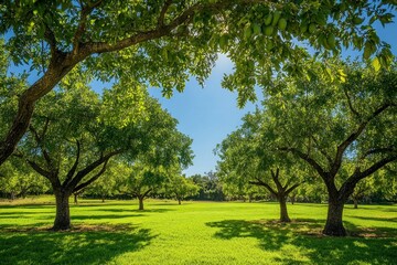 Lush Avocado Trees Under Vibrant Green Canopy