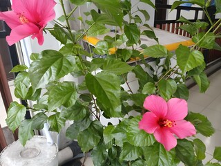 flowers in the garden