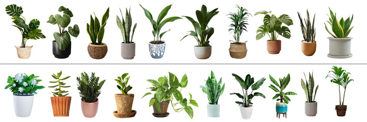 indoor plants set