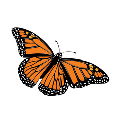 Fototapeta premium Detailed Monarch Butterfly Vector Illustration with Vibrant Orange Wings