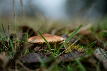 A lone mushroom surrounded by grass and leaves in a frosty meadow, hinting at the transition of seasons. 