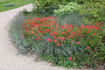 Blumen in Rabatte  im Park am Weg mit verschiedenen Blüten in rot und Gräsern im Sommer