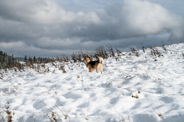 A mixed breed dog standing in a snow-covered field, surrounded by wintry clouds and an open natural landscape. 