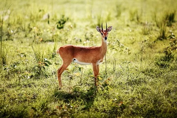  Oribi antelope in african savannah © Tatyana_Drujinina