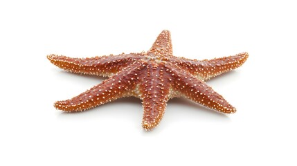A starfish is isolated on a white background. Beautiful starfish displayed. Nature's beauty on white.
