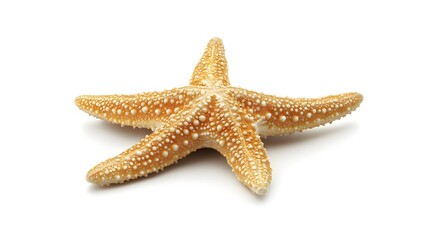 A starfish is isolated on a white background. Beautiful starfish displayed. Nature's beauty on white.