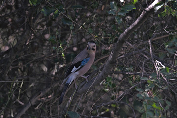 Obraz premium Eurasian jay, Garrulus glandarius, single bird on branch