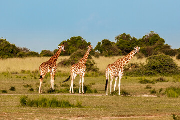 Giraffe in the african savannah