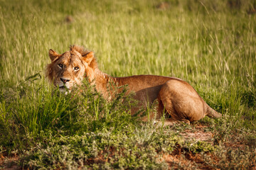 Lion cub in the african savannah