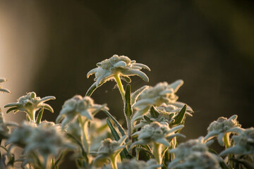 beautiful edelweiss blossom, a alpine flower, in the garden