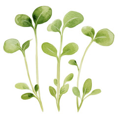 Obraz premium simple watercolor illustration of A Microgreens, on the edge of it, against a white background.