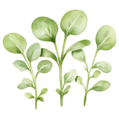 Obraz premium simple watercolor illustration of A Microgreens, on the edge of it, against a white background.
