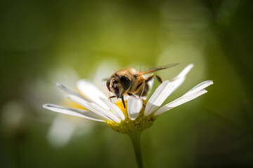 bee sitting on a blossom from a tripleurospermum maritimum 