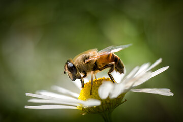 bee sitting on a blossom from a tripleurospermum maritimum 