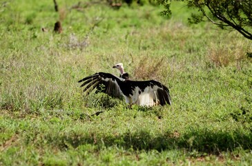Vulture