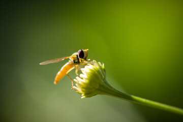 bee sitting on a blossom from a tripleurospermum maritimum 
