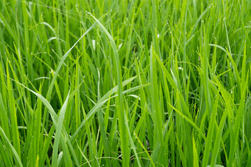 Morning dew drops on green rice leaves