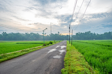 Fototapeta premium road in the middle of vast green rice fields with clear skies and cloudy clouds