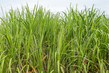 Agriculture Sugar cane plantation. Sugarcane is a grass of poaceae family. Sugar cane plant tree in countryside for food industry or renewable bioenergy power