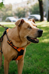 pit bull dog without an eye in park walk with its owner on leash. walking training of pets during daytime. Red-haired pit on background of green lawn in public park. dog friendliness, animal care 