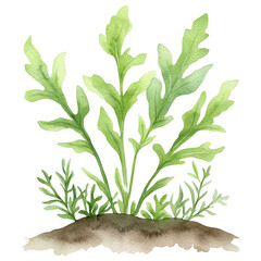 Fototapeta premium simple watercolor illustration of A Mizuna, on the edge of it, against a white background. 