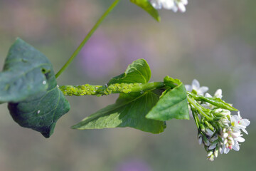 Green aphids on a buckwheat plant in a crop field. A colony of wingless aphids, Myzus persicae,...
