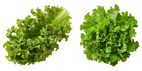 Obraz premium Salad lettuce leaf isolated on white background clipping path