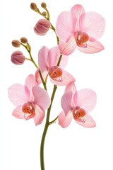 Pink orchid flowers isolated on white backdrop. Close up view of delicate blossoms. Floral beauty. Nature exquisite design. Elegant bloom. Gentle colors. Perfect for greeting cards. Springtime floral