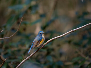 Obraz premium 森の中で枝に留まって周りを見渡しているルリビタキの雄