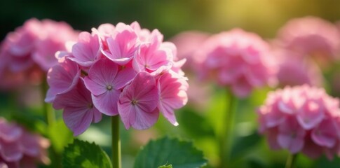 Hydrangea flowers are pink and round, blooming in a sunny garden with green grass, flowers, round