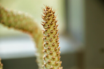 Fototapeta premium close up of a cactus cone