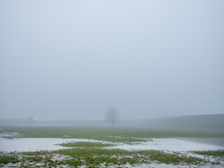 misty floodplanes of river rhine in the netherlands with water, trees and grass