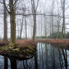 beech trees reflected in water of ditch near doorn on utrechtse heuvelrug