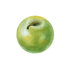 A watercolor round green apple is isolated on a white background. Botanical illustration. The fragrant fruit is hand-drawn.
