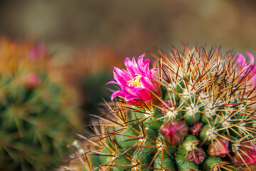 red blooms flower of a cactus