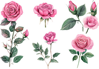 pattern with pink roses