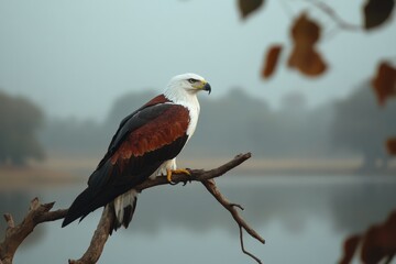 Majestic Eagle Perched on a Branch Overlooking a Tranquil Lake in a Misty Landscape at Dawn, Showcasing Stunning Feather Details and Serene Atmosphere