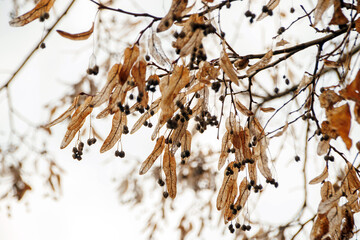 colorful autumn leaves and seeds on a branches
