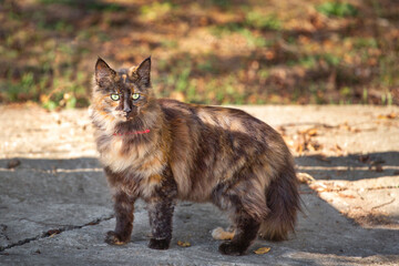 The cat is walking in the park