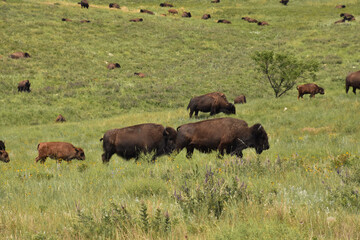 Resting and Grazing Herd of American Buffalo