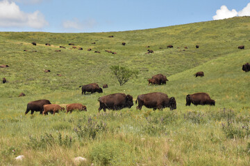 Buffalo Herd Grazing Along Rolling Hills