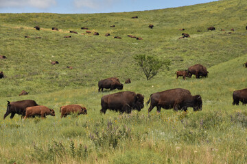 Meandering American Bison Roaming on the Hills
